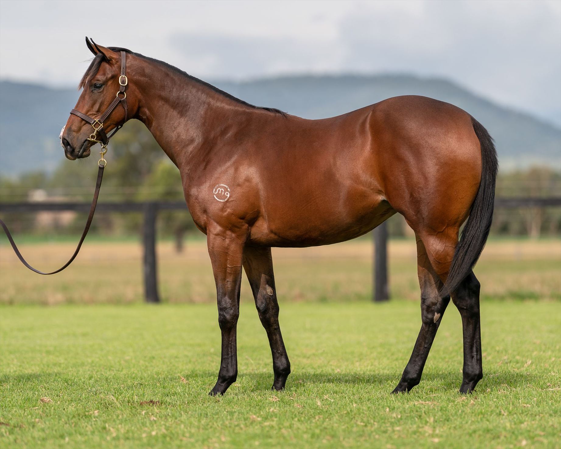 Danny O'Brien Racing