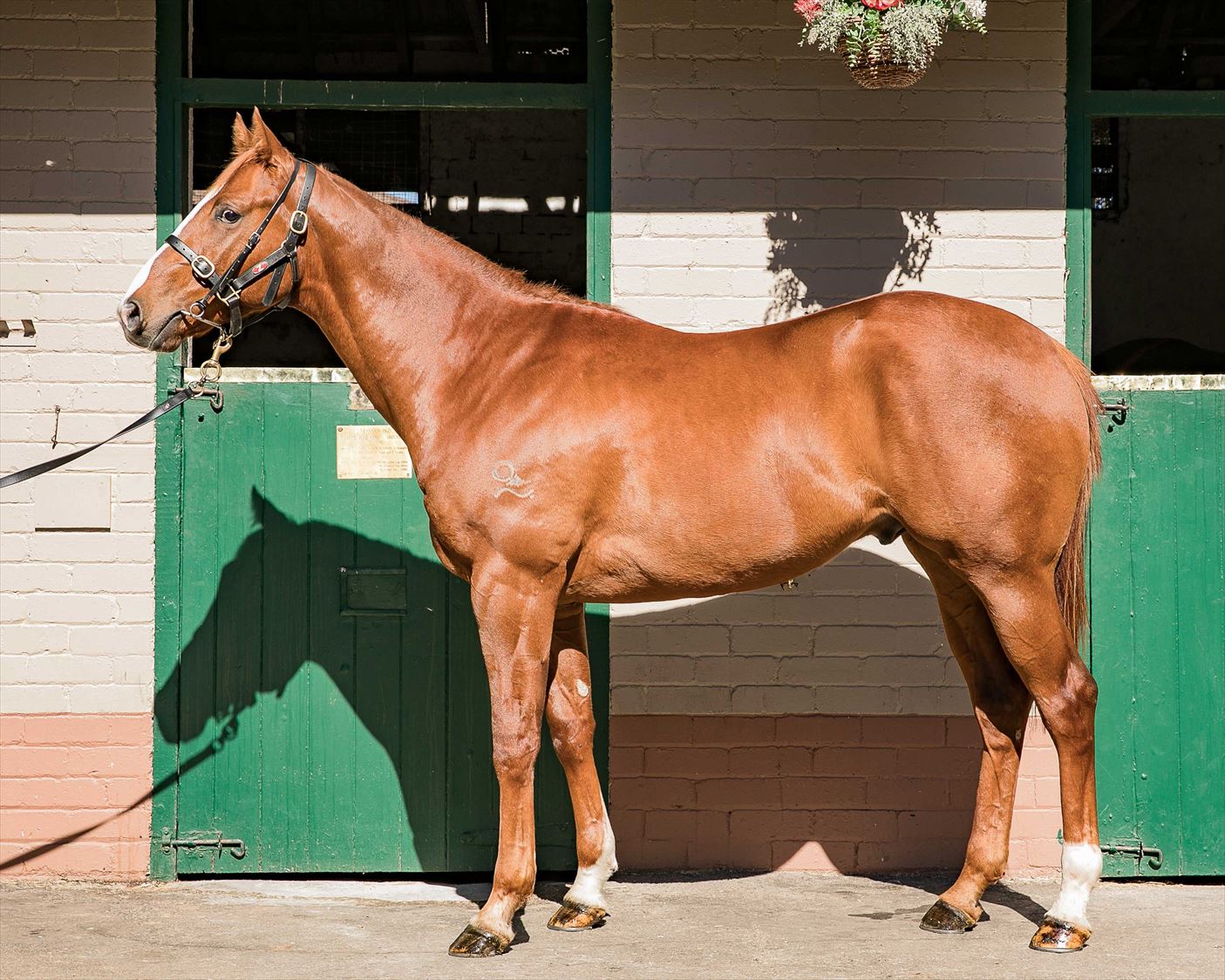 Choisir/Flaming Magic '16 Choisir/Flaming Magic '16