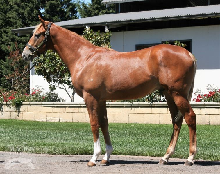 Snitzel/Bourgogne '17 Snitzel/Bourgogne '17