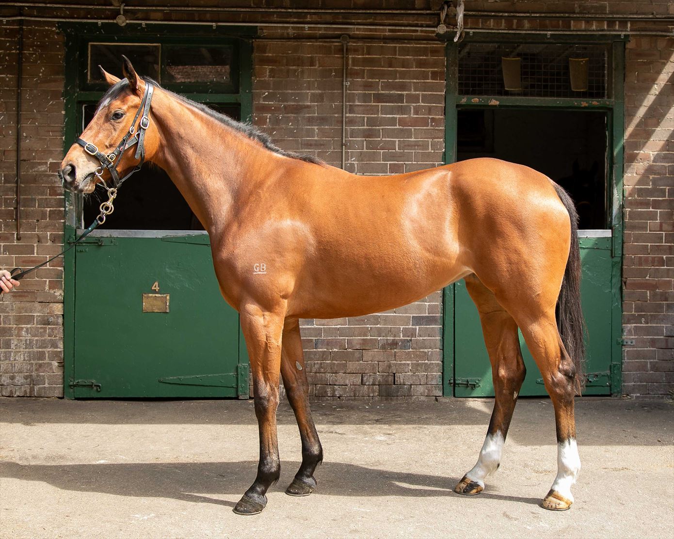 Redoute's Choice/Piste Noire (USA) '16 Redoute's Choice/Piste Noire (USA) '16