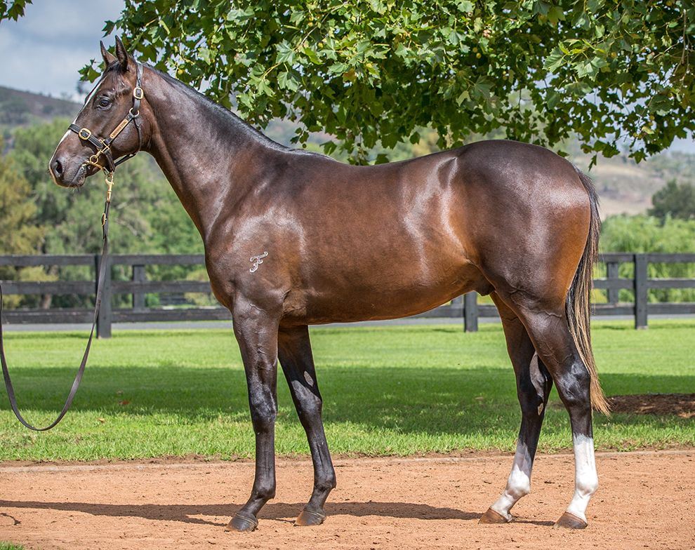 Medaglia D'oro (USA)/Fireworks '17 Medaglia D'oro (USA)/Fireworks '17