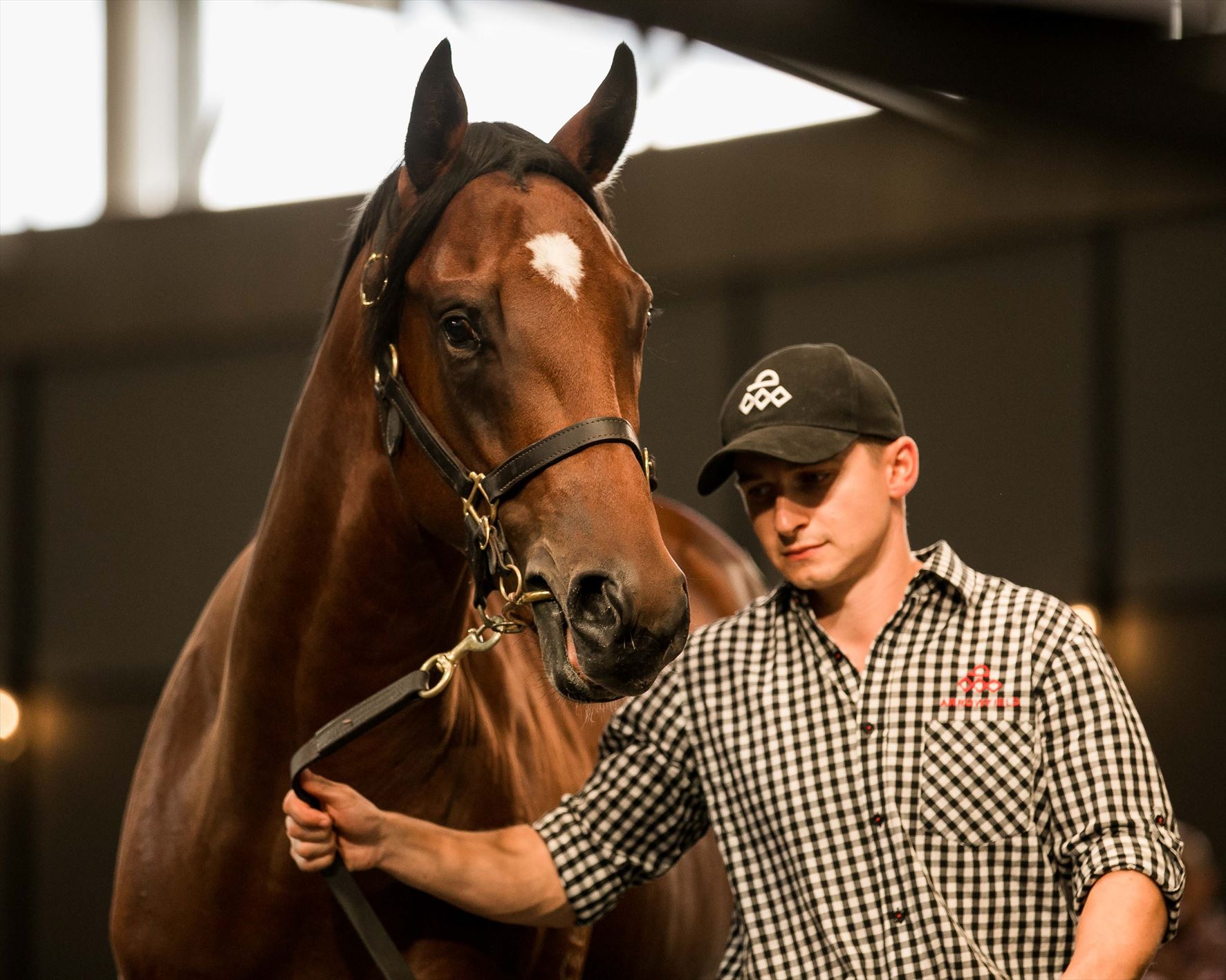Snitzel/Insinuating (USA) '17 Snitzel/Insinuating (USA) '17