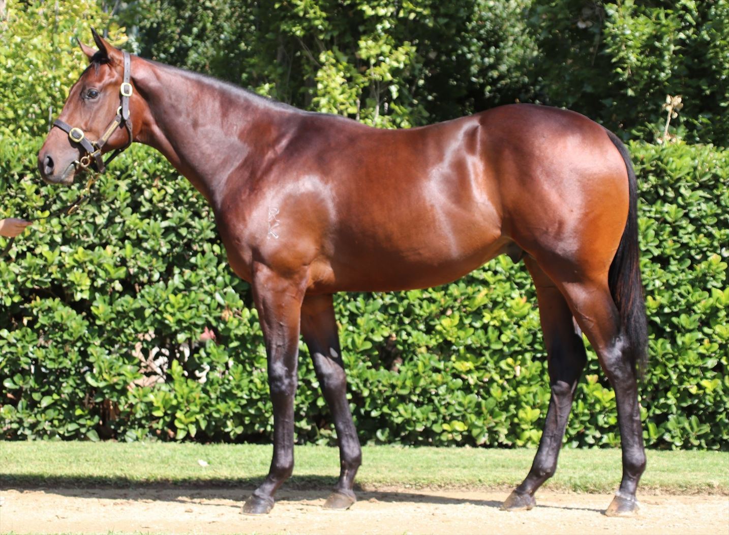 Medaglia D'oro (USA)/Invest '17 Medaglia D'oro (USA)/Invest '17
