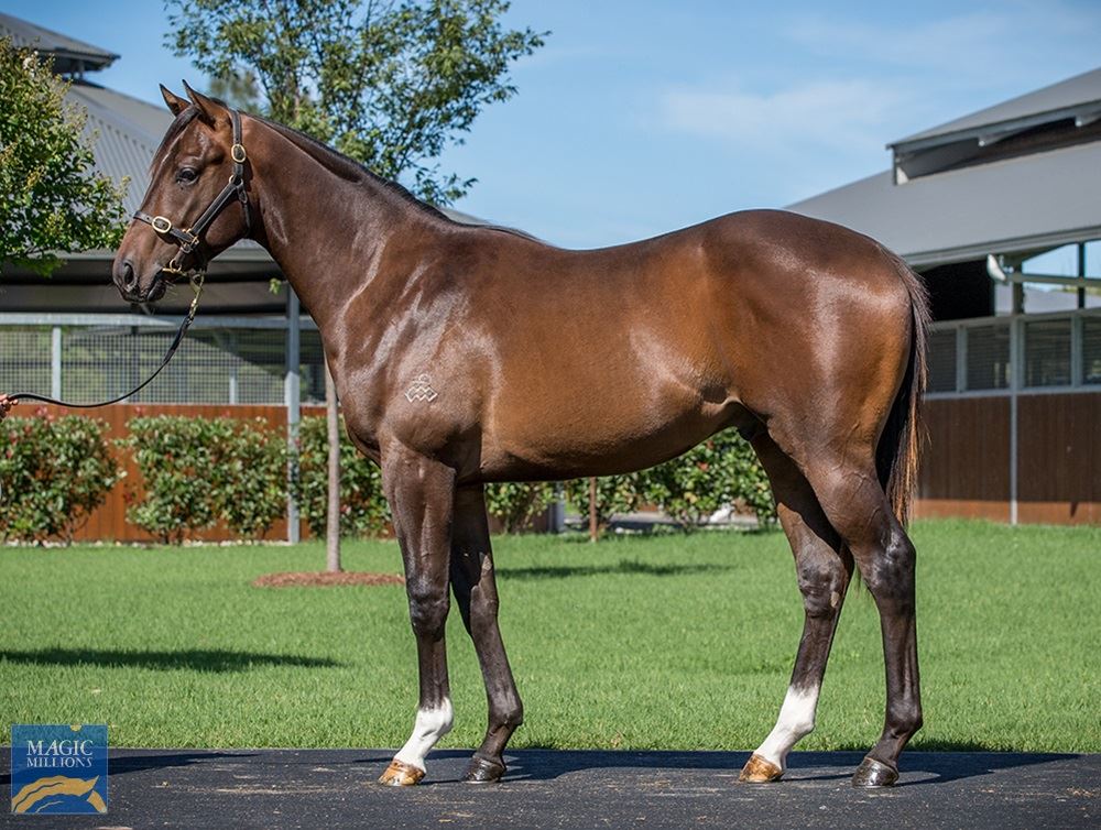 Redoute's Choice/Al Jasrah (IRE) '19 Redoute's Choice/Al Jasrah (IRE) '19