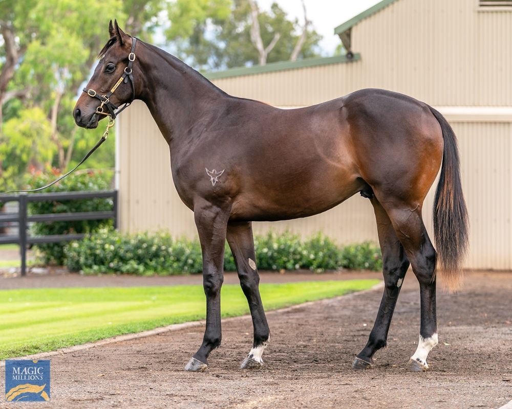 Zoustar/Designated Driver (NZ) '19 Zoustar/Designated Driver (NZ) '19