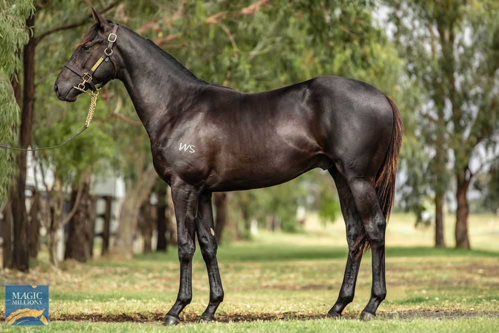 Savabeel/Gram (NZ) '19 Savabeel/Gram (NZ) '19