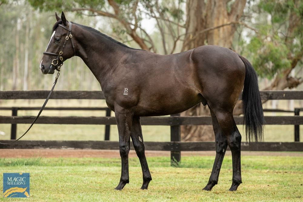 Snitzel/Midnight Revels (NZ) '19 Snitzel/Midnight Revels (NZ) '19