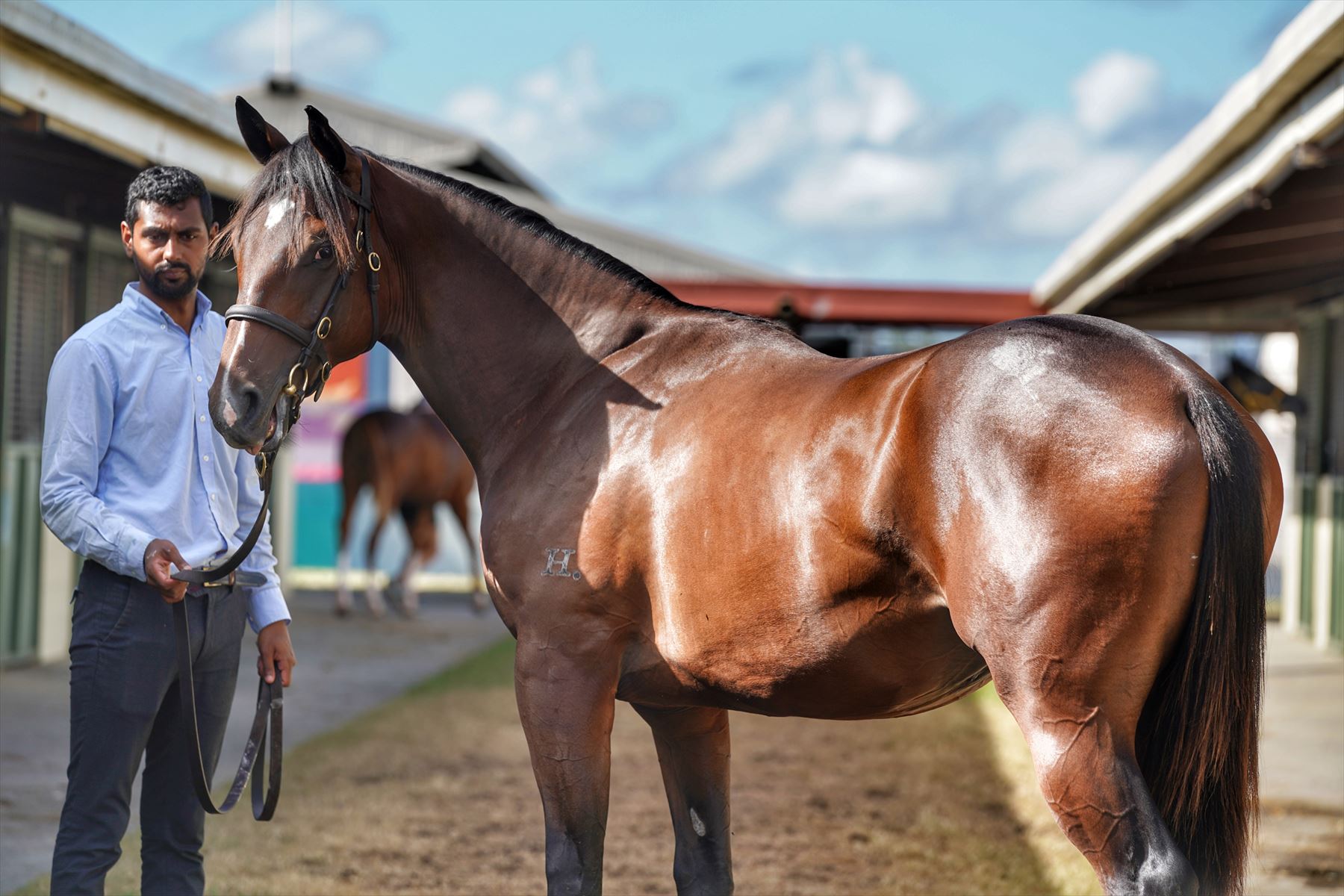 Snitzel/Global Dance (IRE) '19 Snitzel/Global Dance (IRE) '19