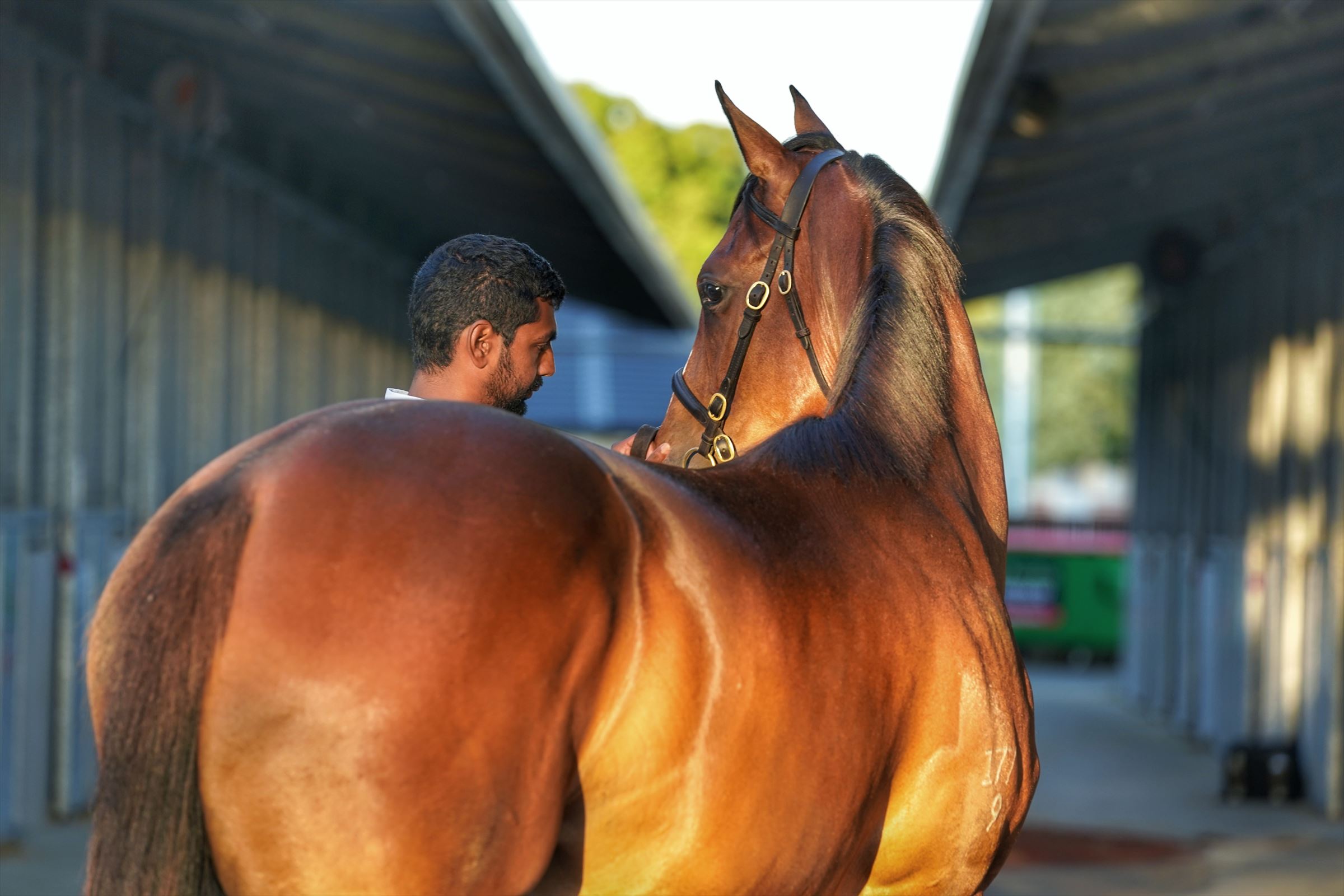 Pierro/Guangdong '19 Pierro/Guangdong '19