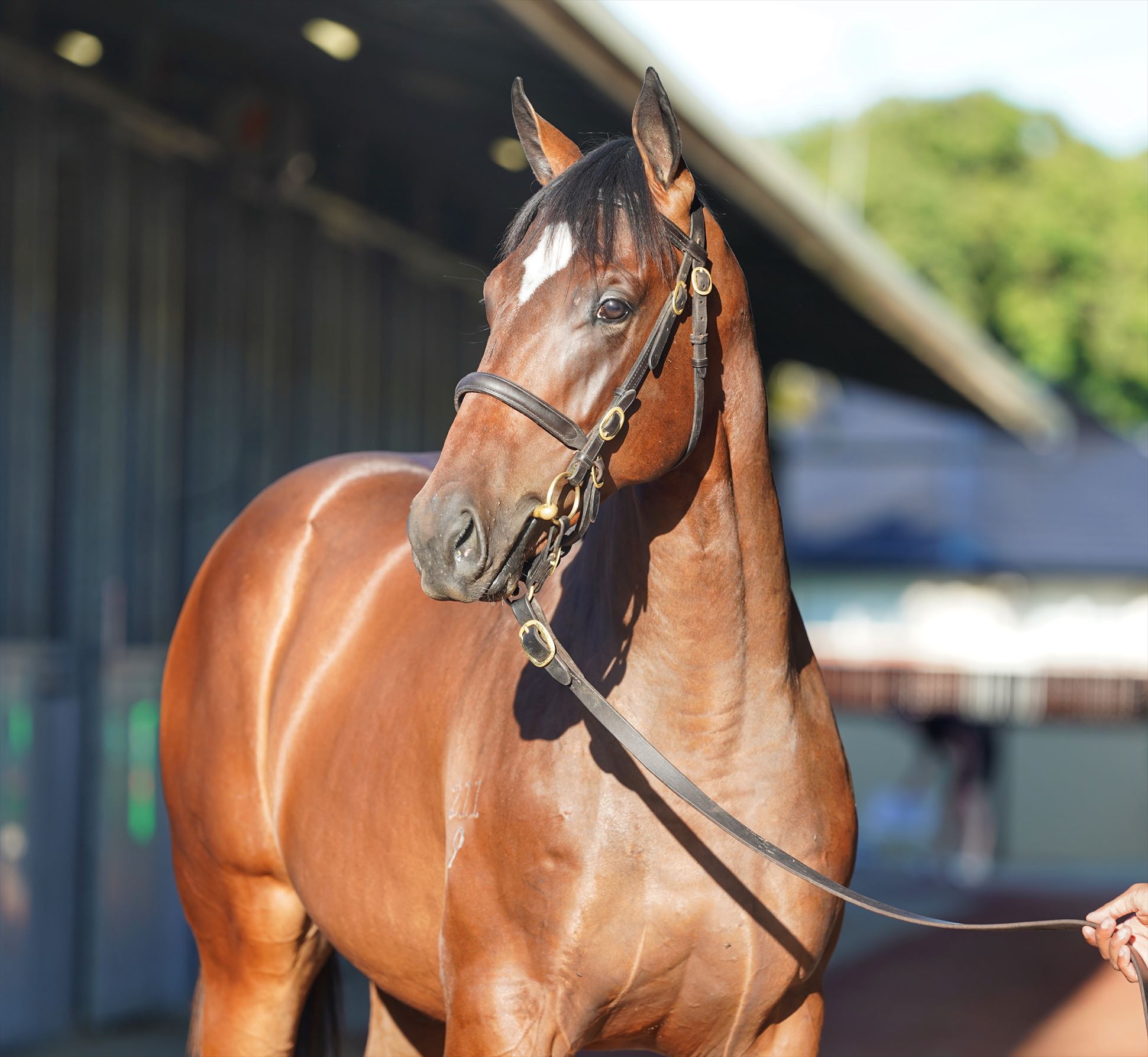 Snitzel/No Evidence Needed '19 Snitzel/No Evidence Needed '19