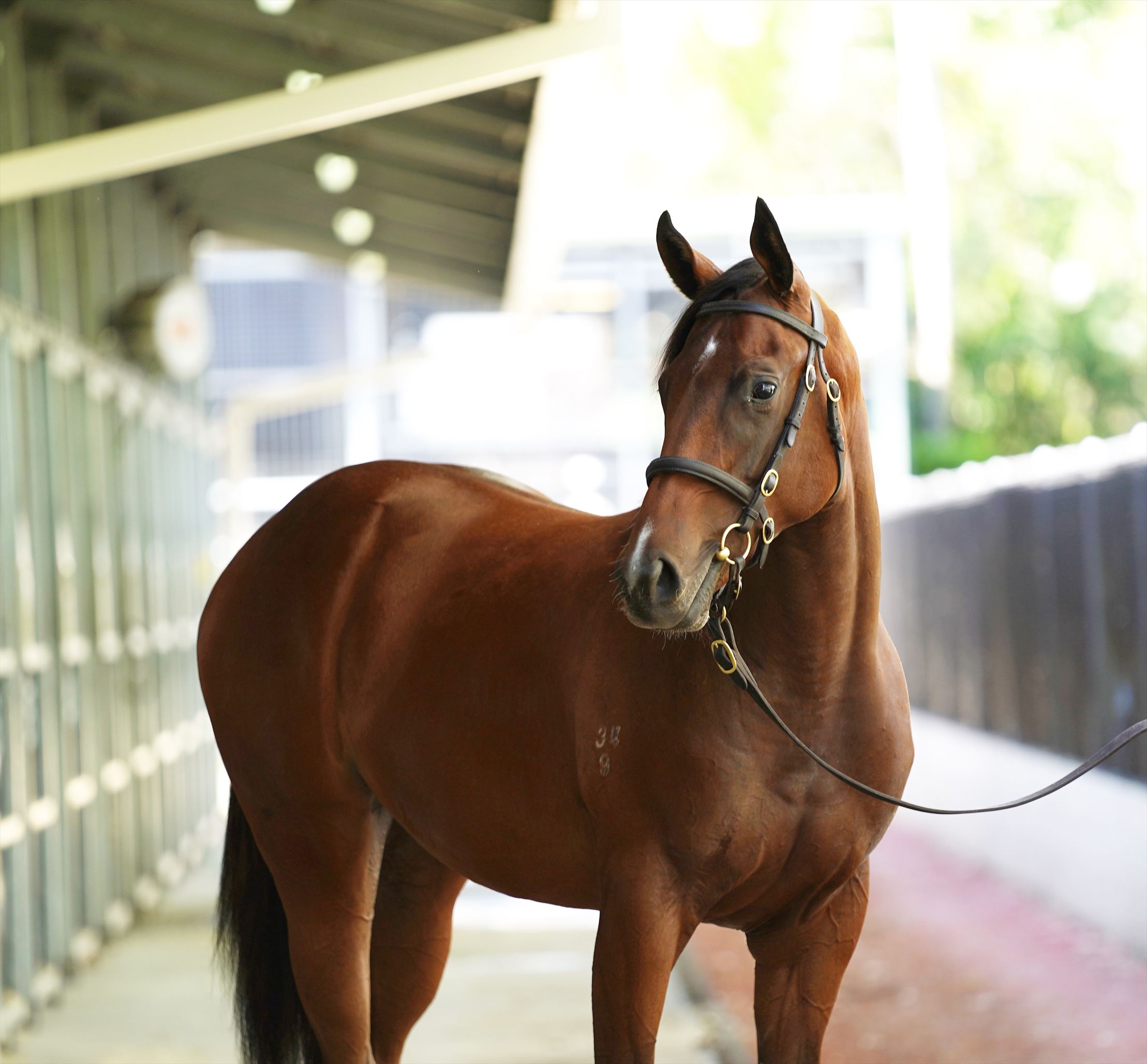 Zoustar/Sheila's Star '19 Zoustar/Sheila's Star '19