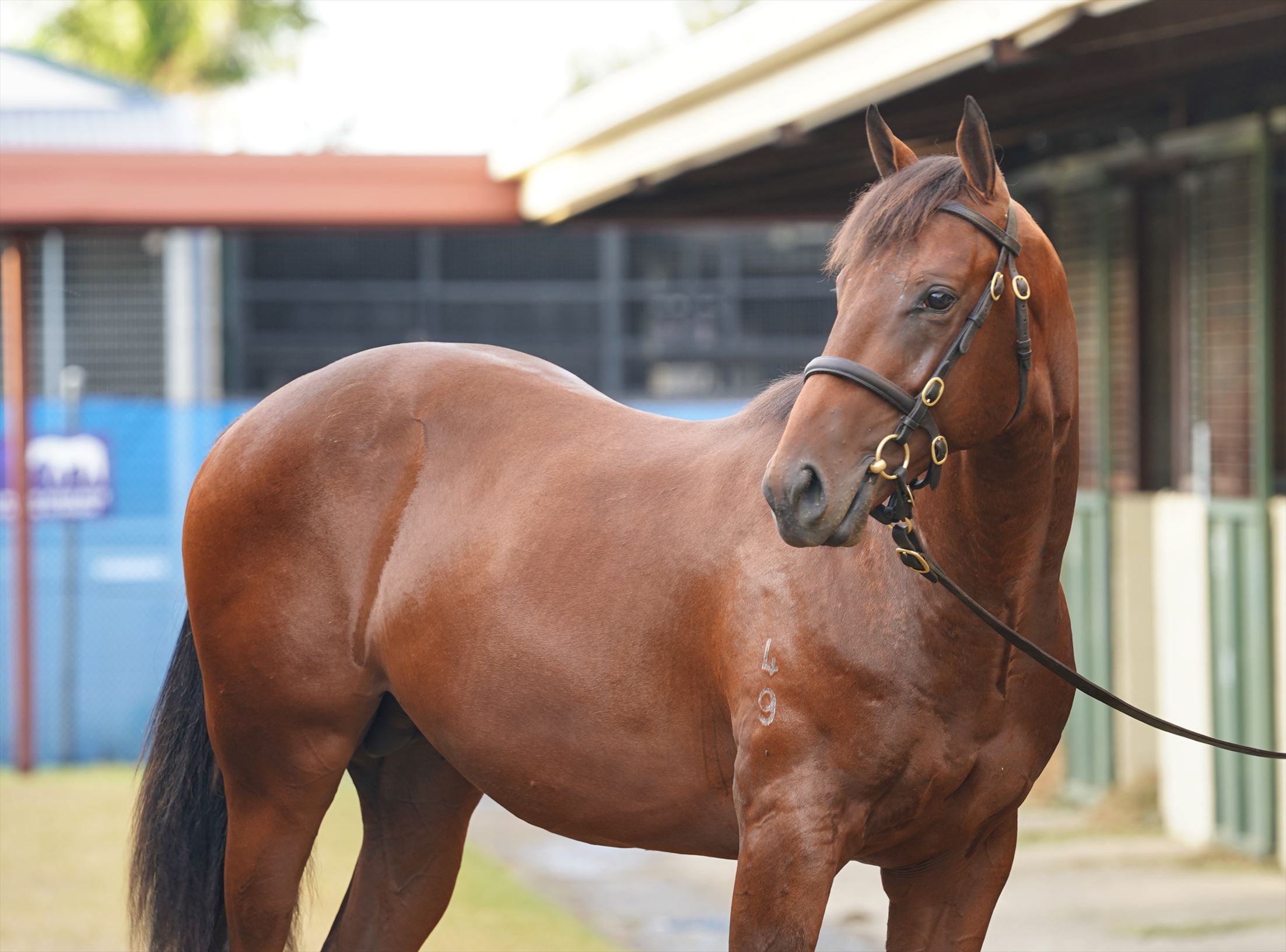 Pierro/Starfish '19 Pierro/Starfish '19