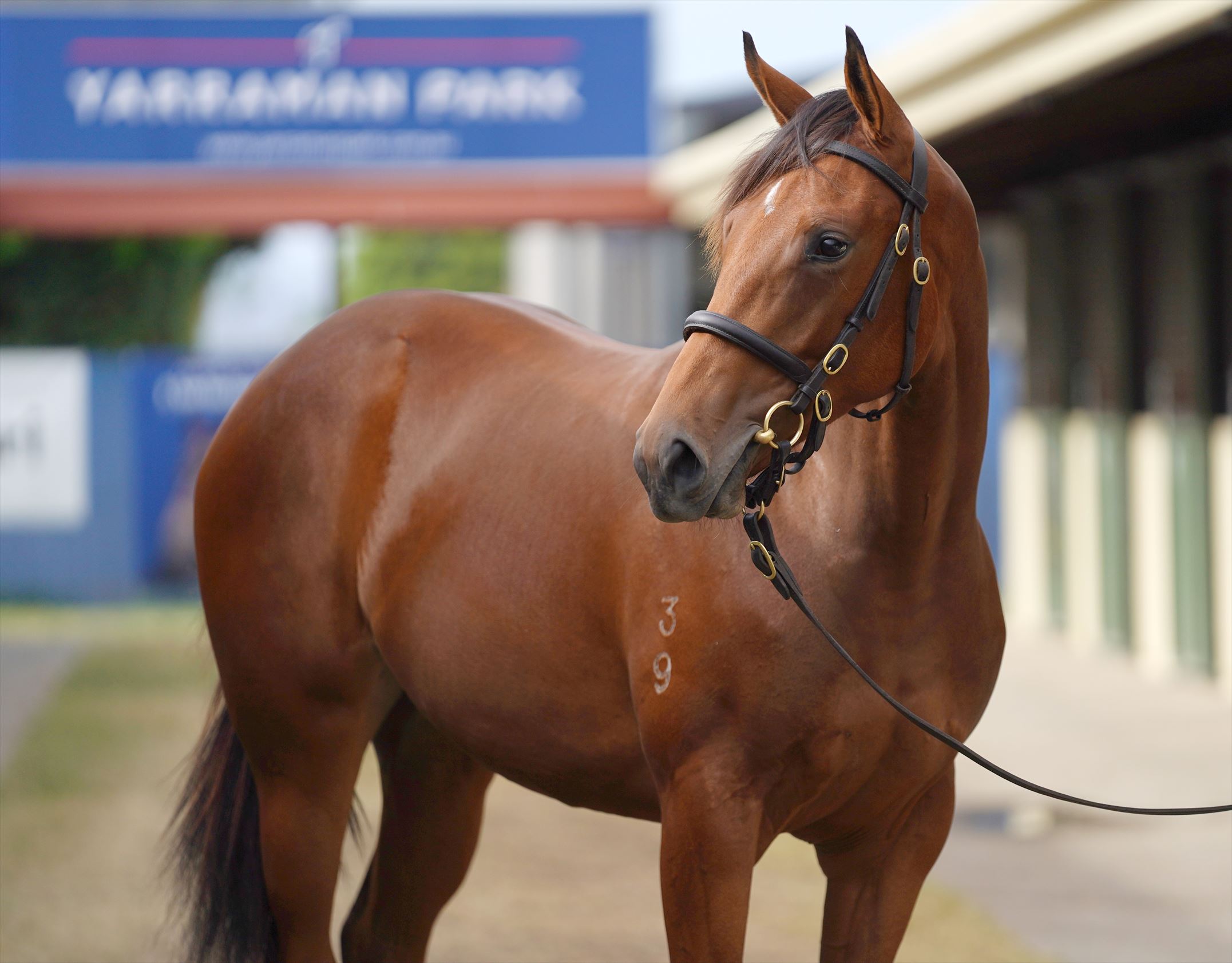 Merchant Navy/Thunder Lady (NZ) '19 Merchant Navy/Thunder Lady (NZ) '19