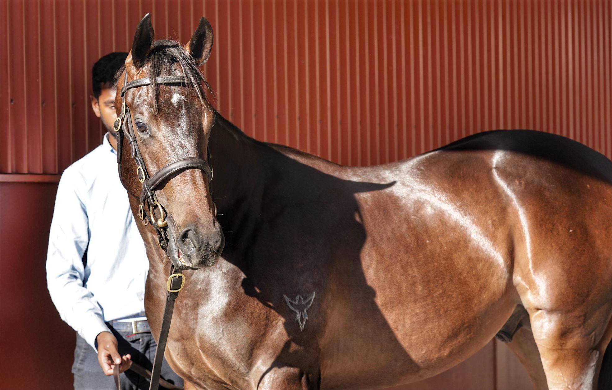 Zoustar/Designated Driver (NZ) '19 Zoustar/Designated Driver (NZ) '19