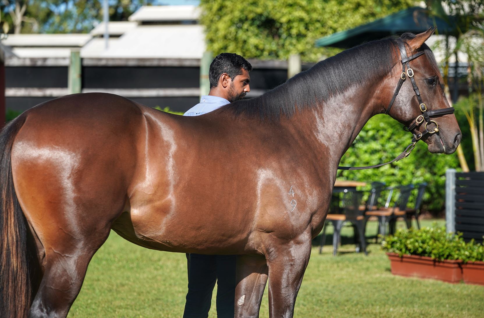 Redoute's Choice/Al Jasrah (IRE) '19 Redoute's Choice/Al Jasrah (IRE) '19