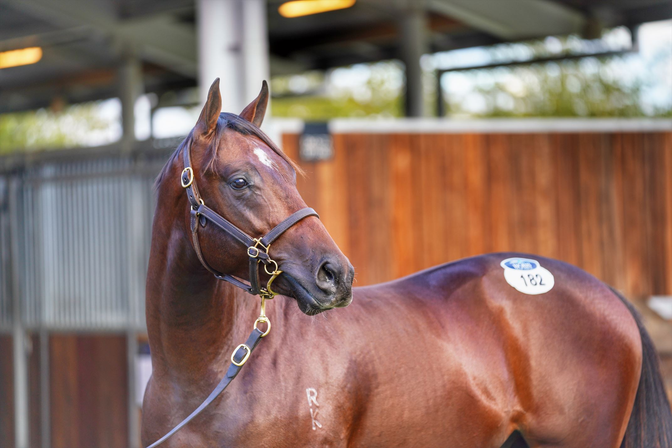 American Pharoah (USA)/Aegean Sea '19 American Pharoah (USA)/Aegean Sea '19