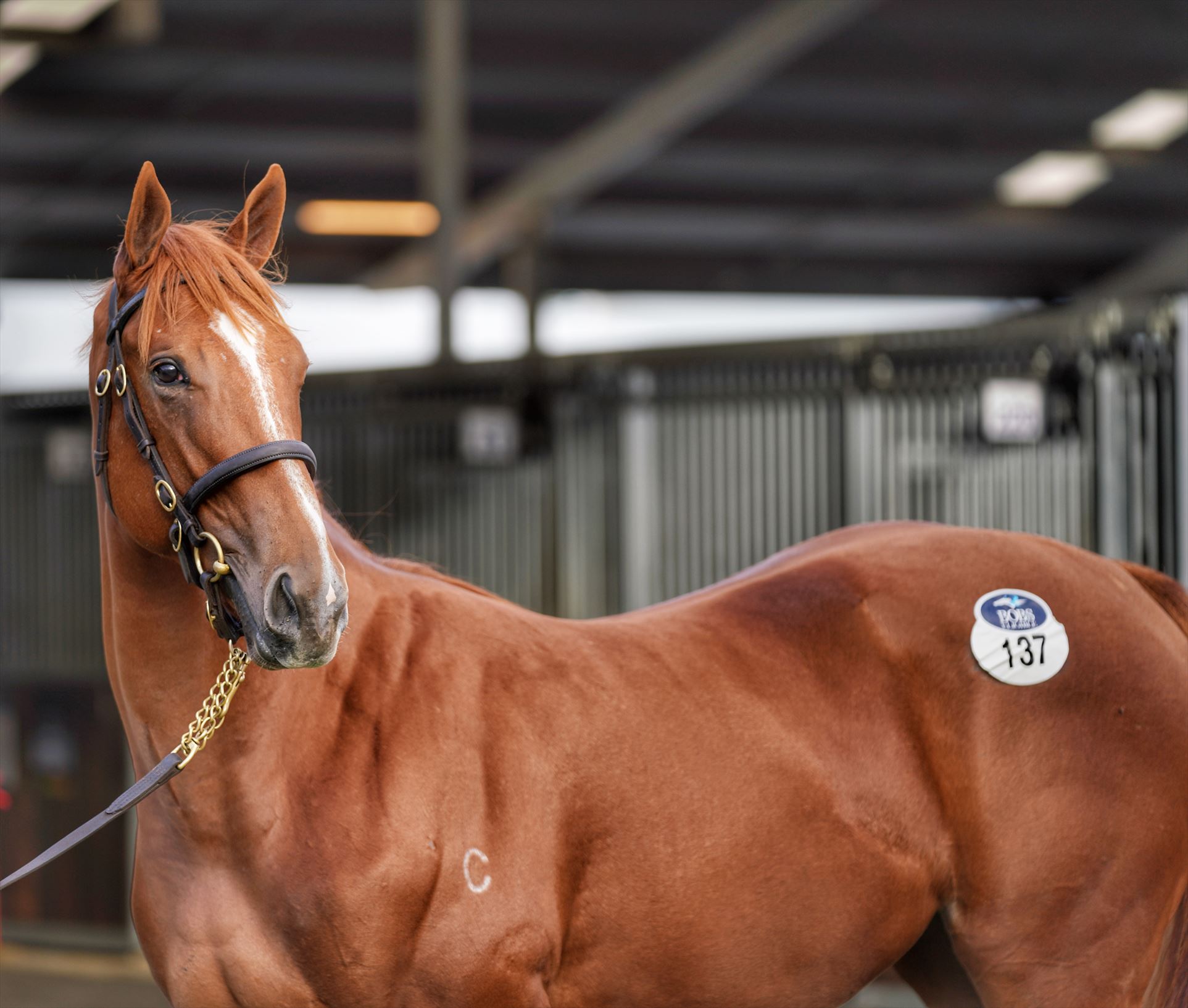 American Pharoah (USA)/Tulip '19 American Pharoah (USA)/Tulip '19
