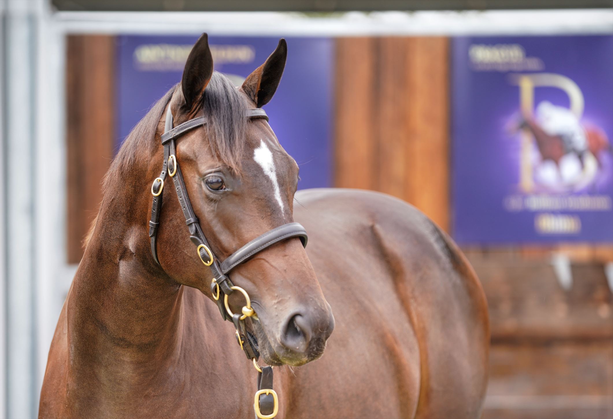 Snitzel/Asscher (NZ) '19 Snitzel/Asscher (NZ) '19