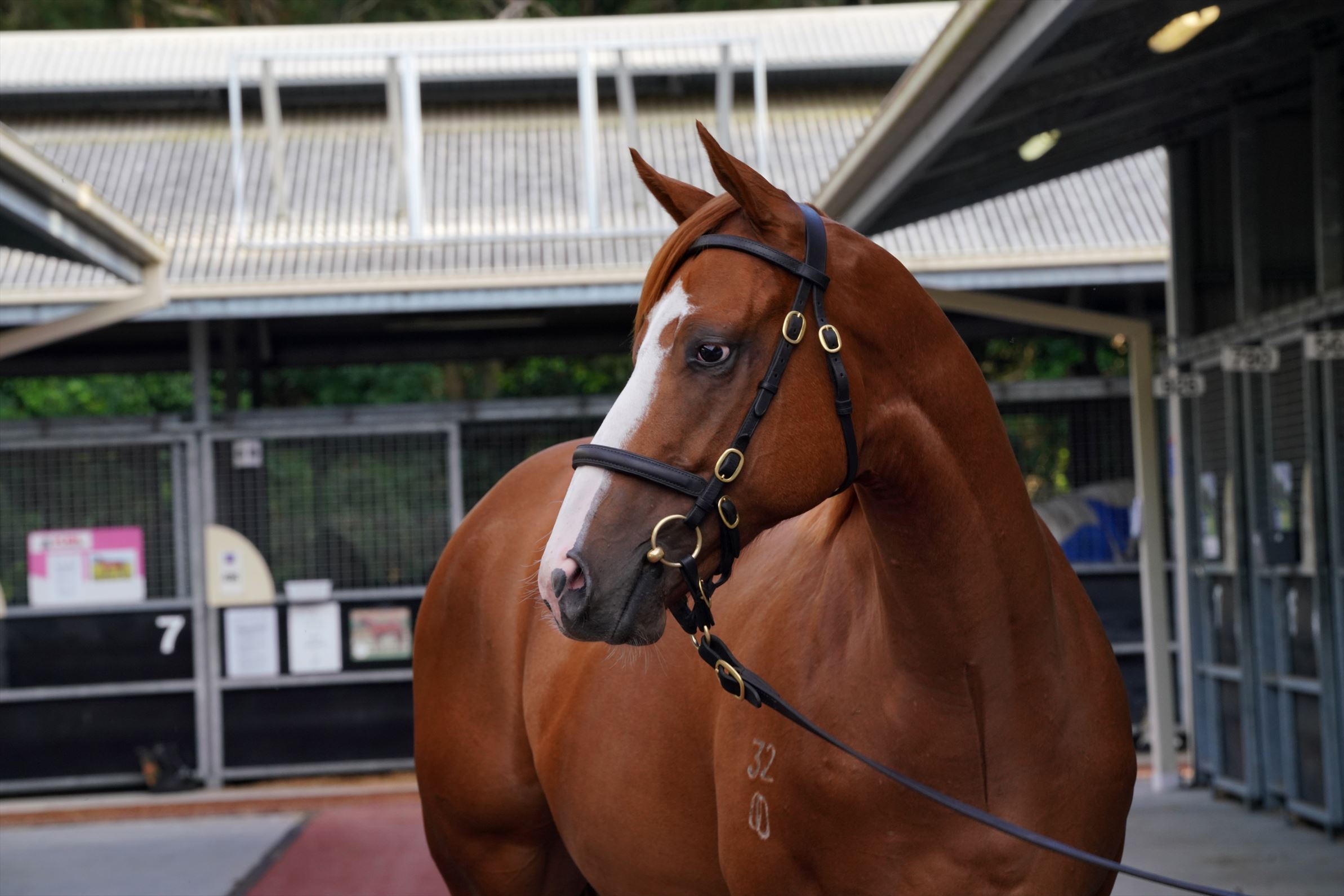 Justify (USA)/Inglorious (CAN) '20 Justify (USA)/Inglorious (CAN) '20