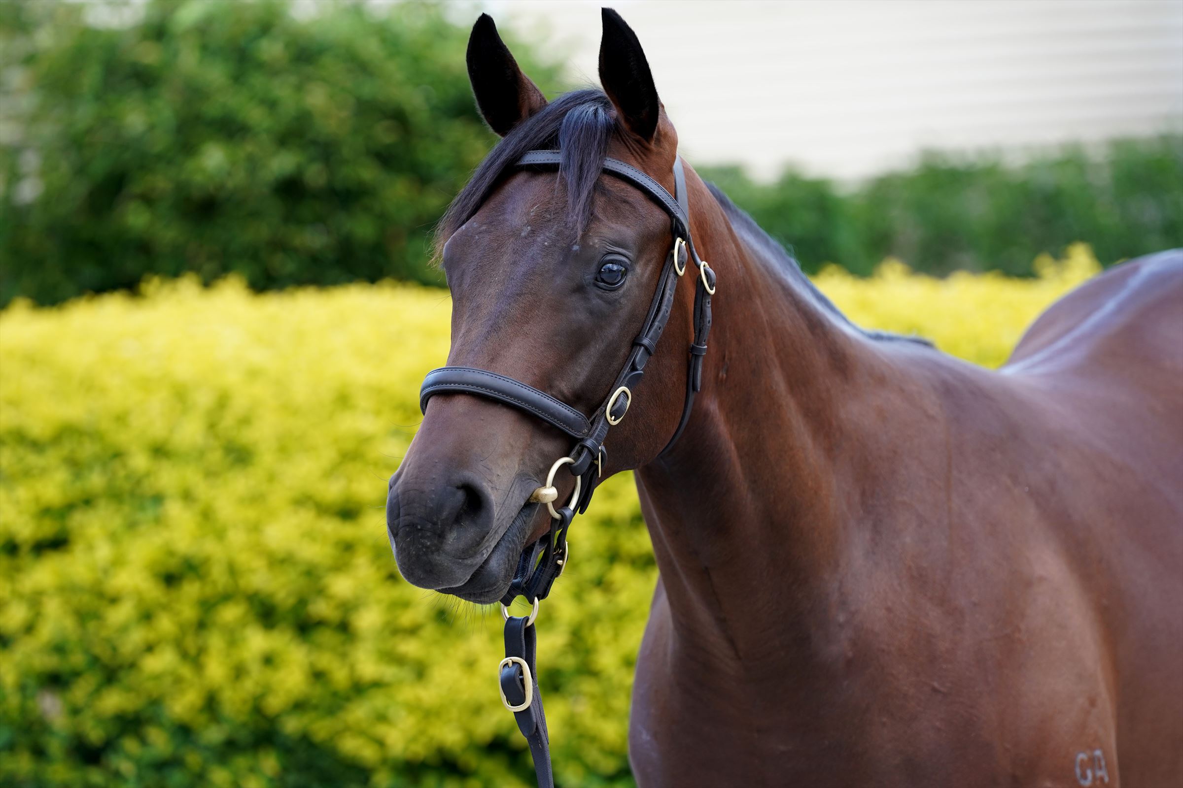 I Am Invincible/True Excelsior (NZ) '20 I Am Invincible/True Excelsior (NZ) '20