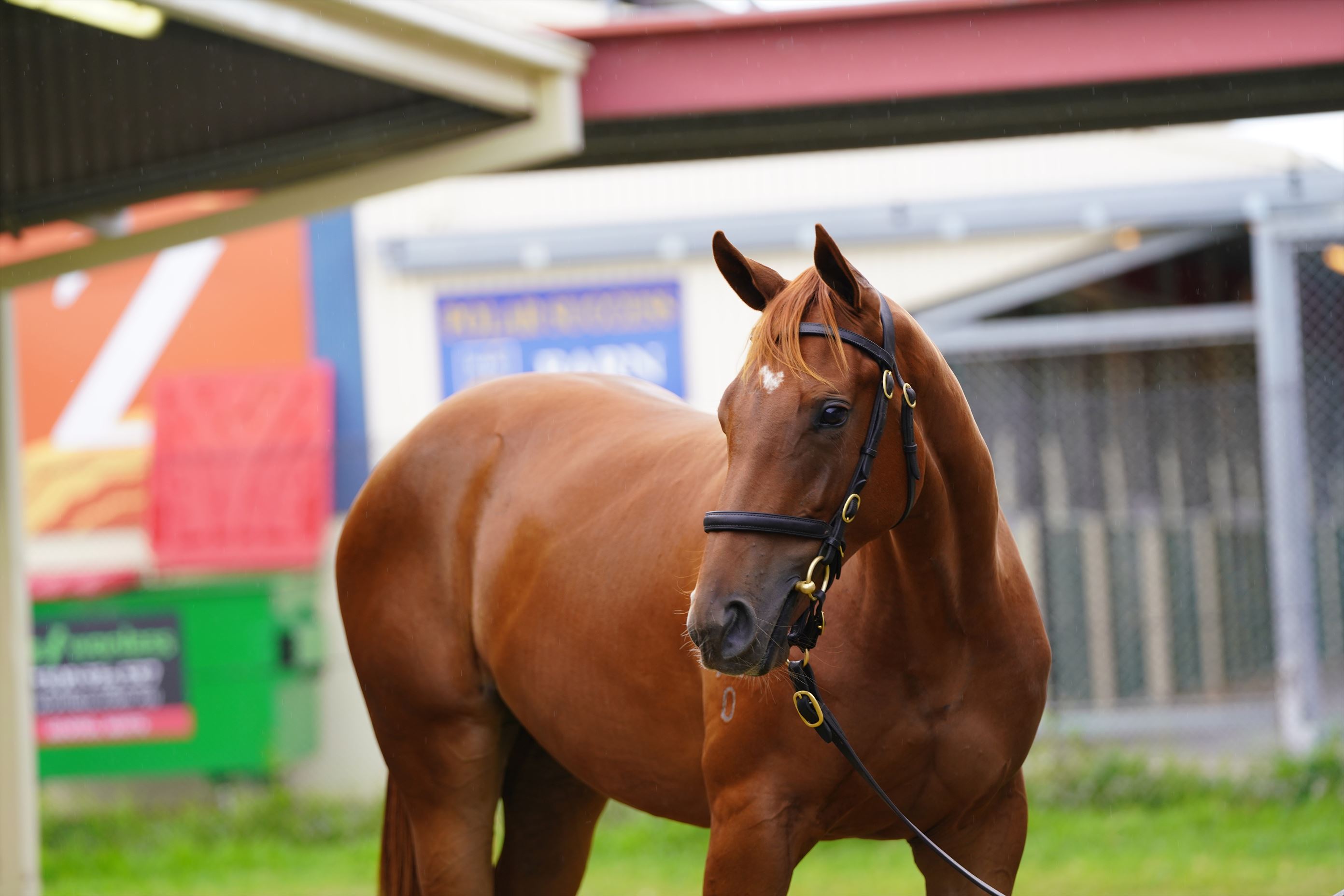 Capitalist/Sheer Pleasure (USA) '20 Capitalist/Sheer Pleasure (USA) '20