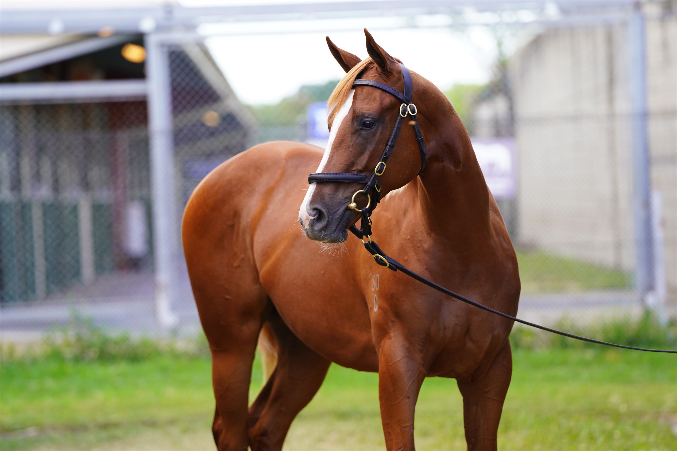 Russian Revolution/Stallion Heiress (CAN) '20 Russian Revolution/Stallion Heiress (CAN) '20