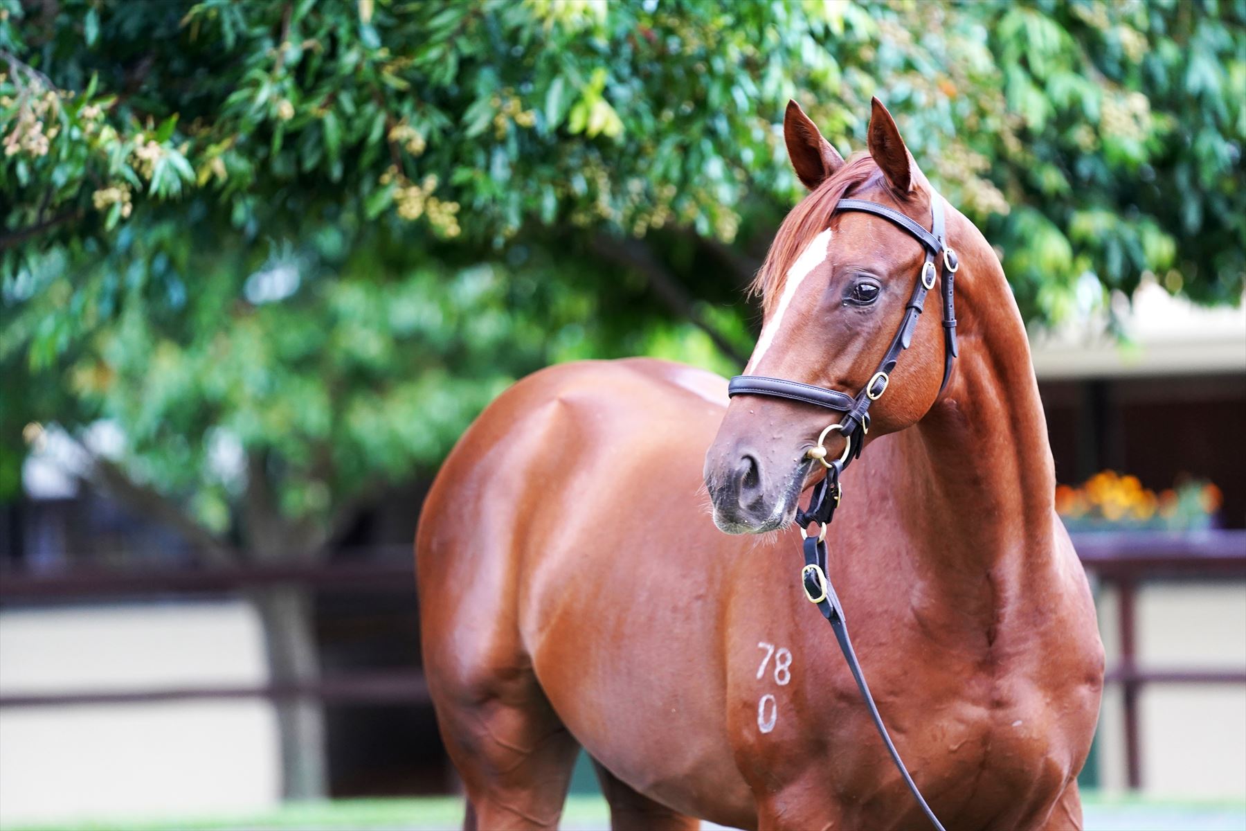 Justify (USA)/Black Mamba (NZ) '20 Justify (USA)/Black Mamba (NZ) '20