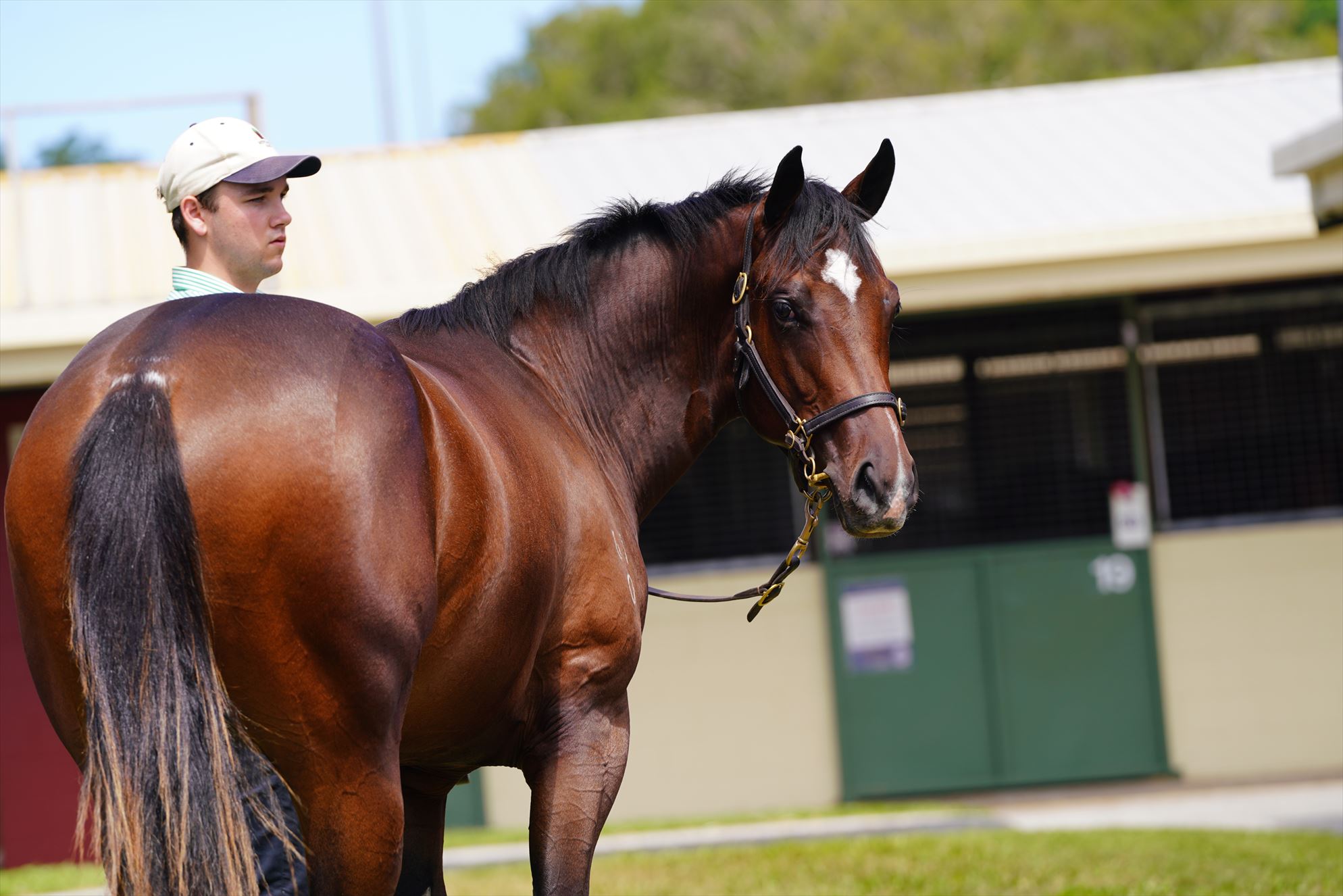 Toronado (IRE)/Miss Softhands '20 Toronado (IRE)/Miss Softhands '20