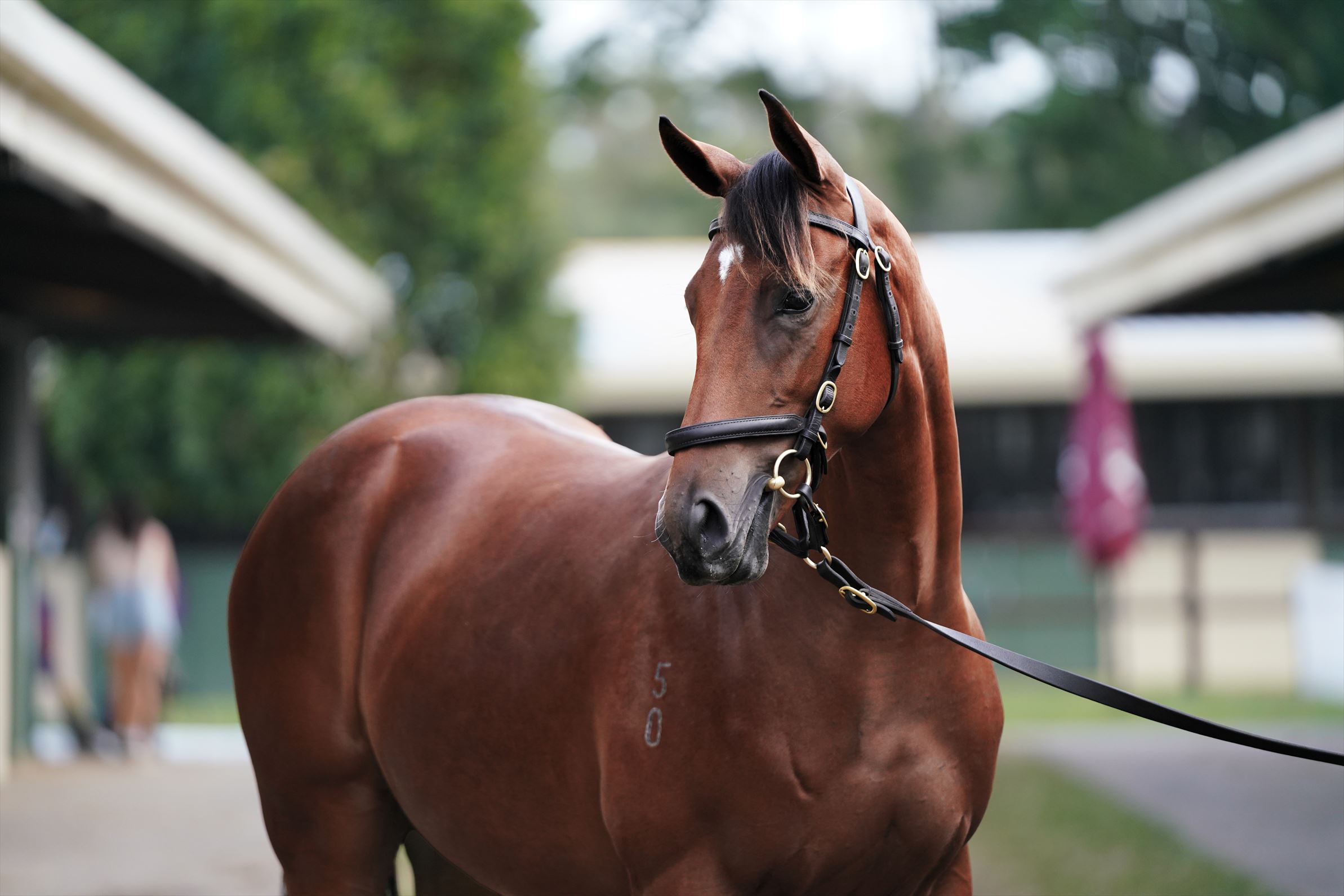 Kingman (GB)/Pursuitofthestars (IRE) '20 Kingman (GB)/Pursuitofthestars (IRE) '20