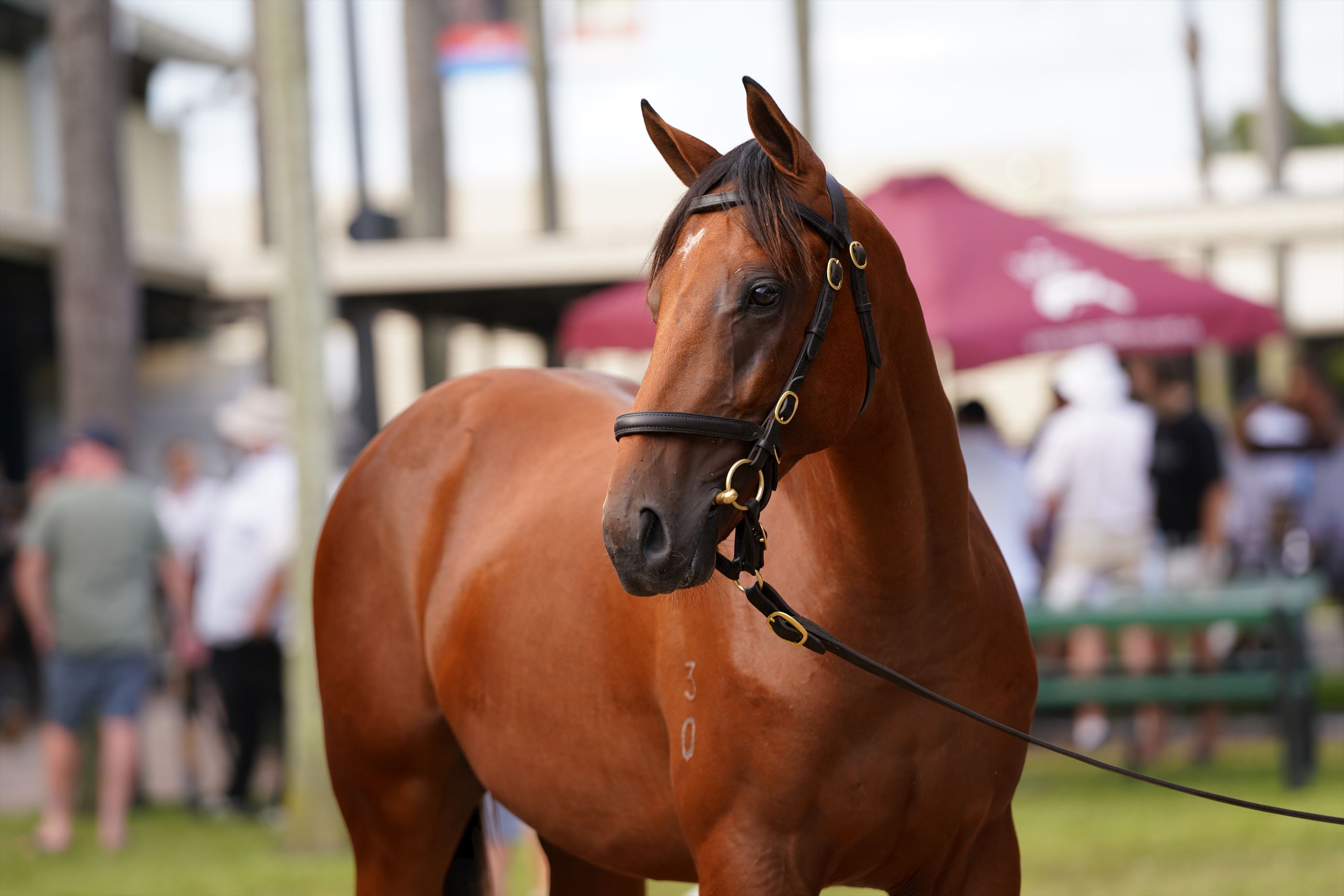 Justify (USA)/Savvy Coup (NZ) '20 Justify (USA)/Savvy Coup (NZ) '20