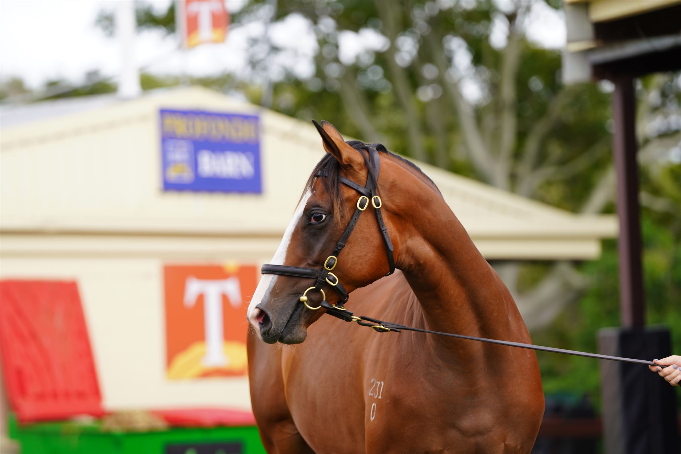 Snitzel/Sewreel (NZ) '20 Snitzel/Sewreel (NZ) '20