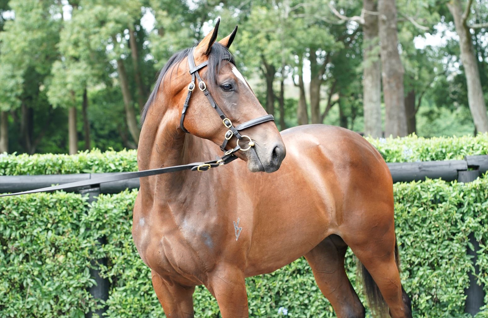Snitzel/Gibraltar Girl '20 Snitzel/Gibraltar Girl '20