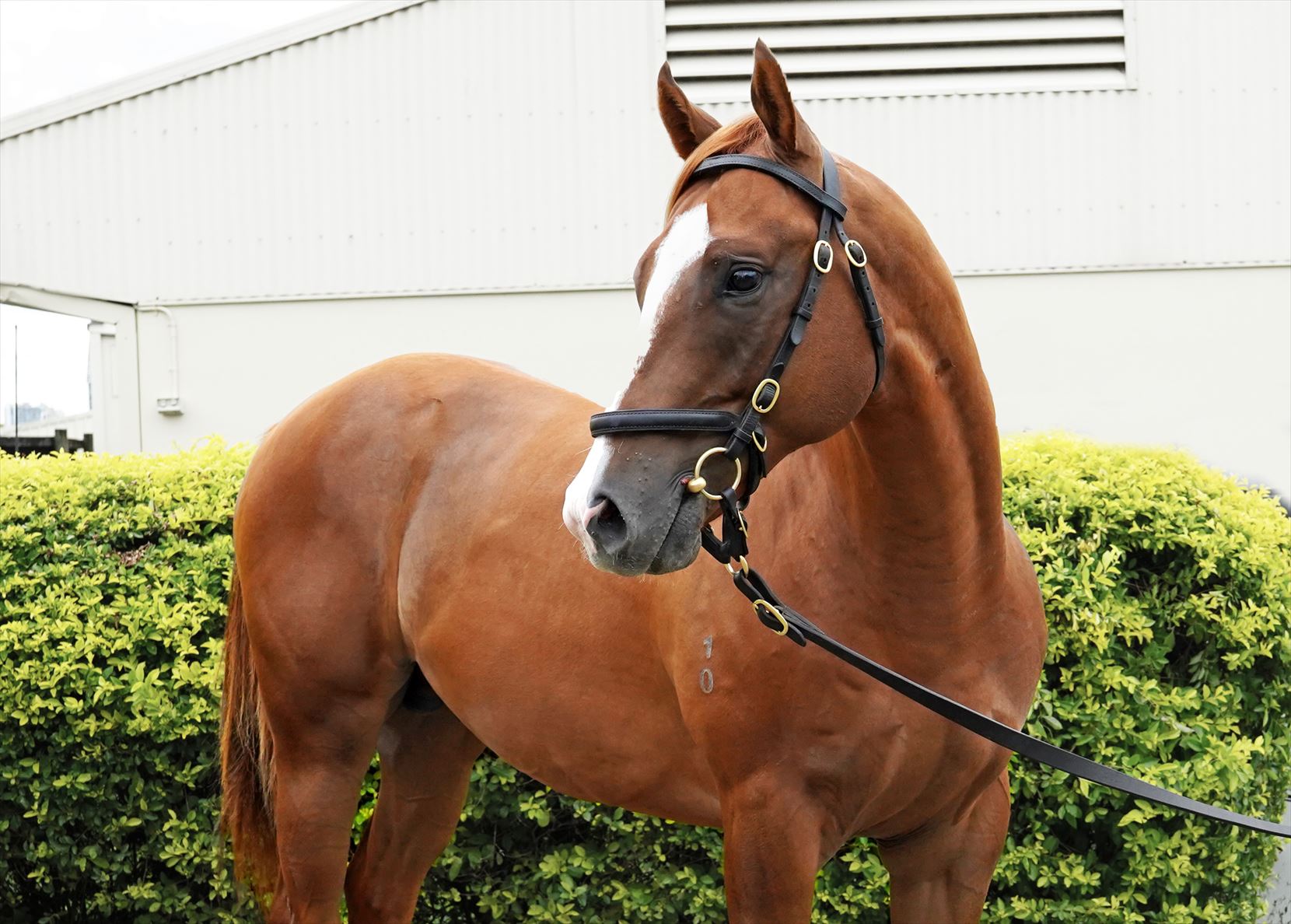 Snitzel/Consistency '20 Snitzel/Consistency '20