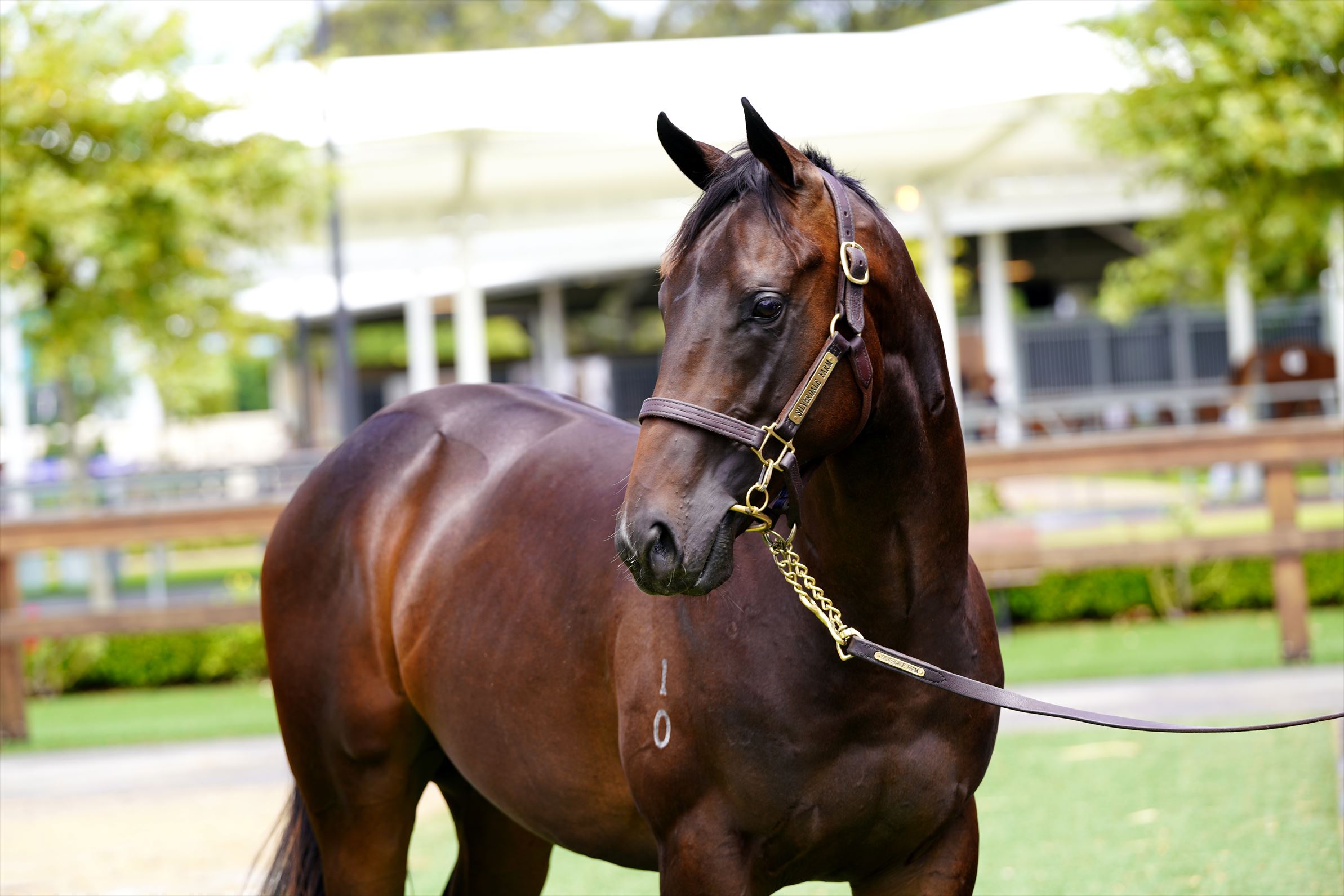 Brazen Beau/Tarabai '20 Brazen Beau/Tarabai '20
