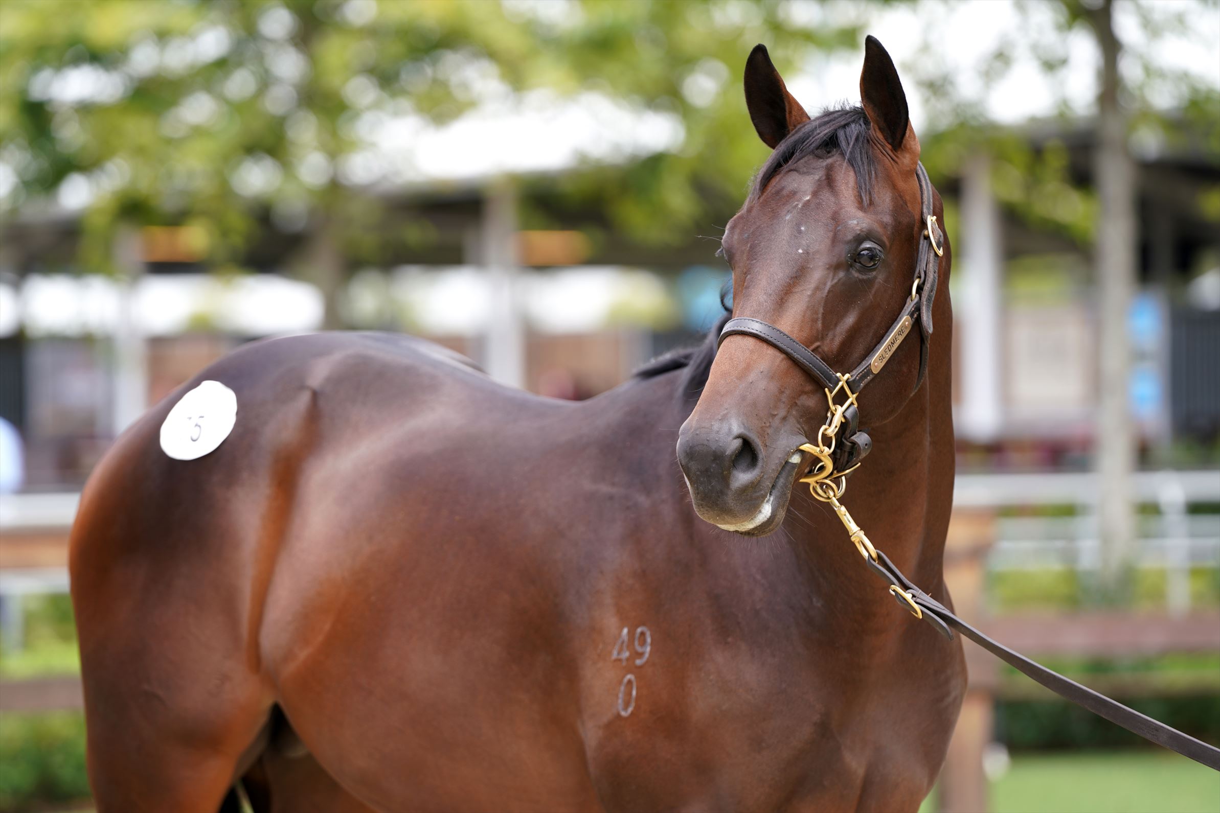Savabeel/Miracle Miss (NZ) '20 Savabeel/Miracle Miss (NZ) '20