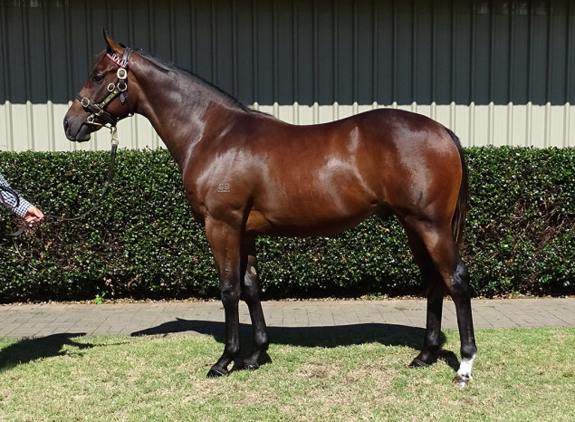 Dundeel (NZ)/Ritzy '20 Dundeel (NZ)/Ritzy '20