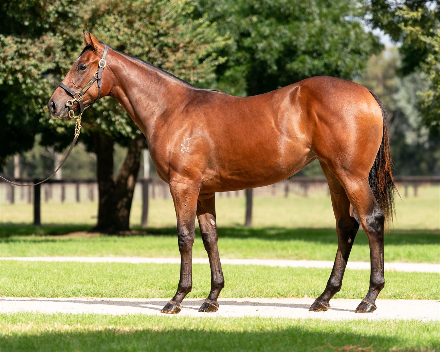 Zoustar/Jeanneau '20 Zoustar/Jeanneau '20
