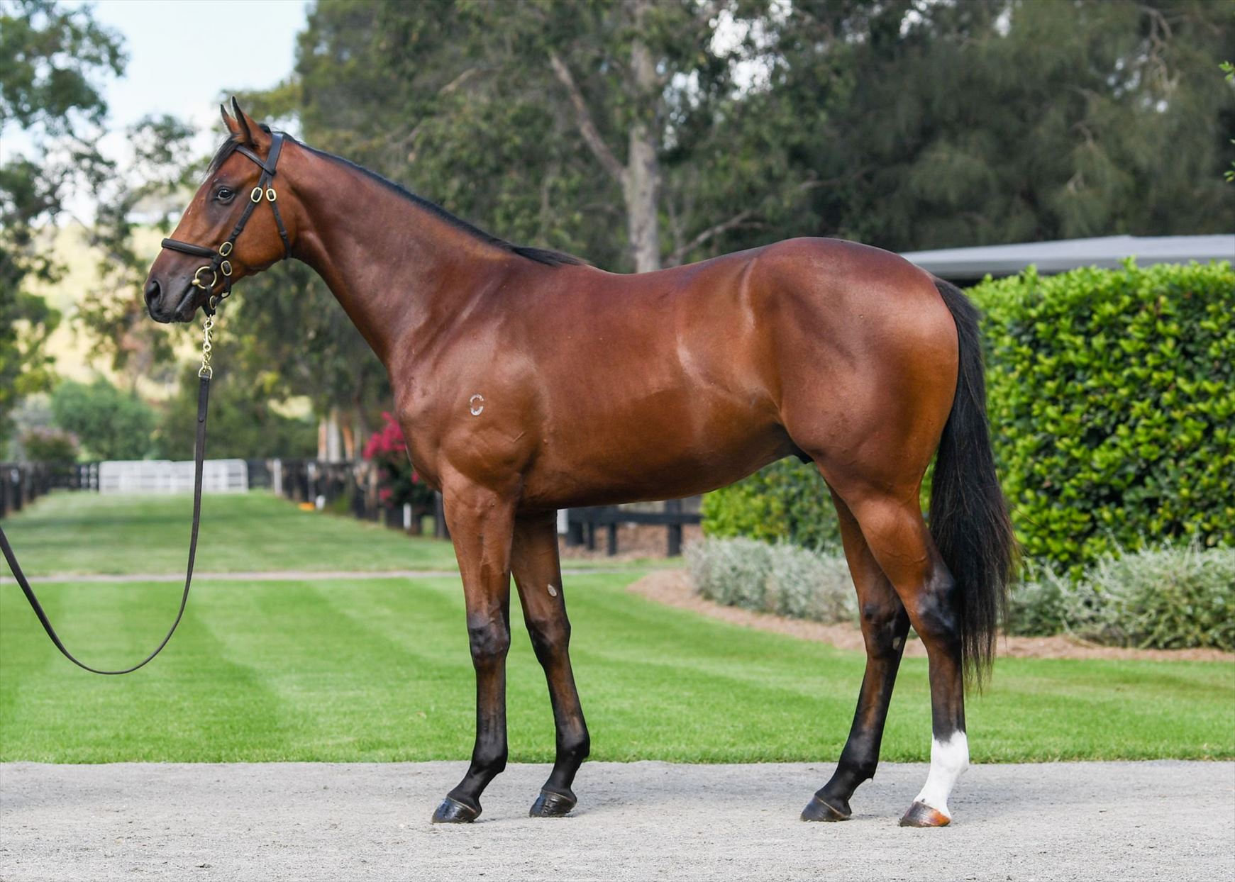 Pierro/Musidora '20 Pierro/Musidora '20