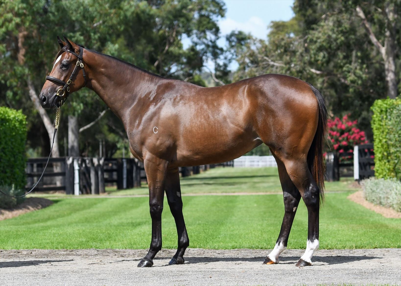 Pierro/Swift Lady (NZ) '20 Pierro/Swift Lady (NZ) '20